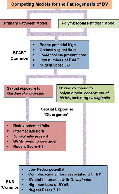 Gardnerella Vaginalis Still A Prime Suspect In The Pathogenesis Of Bacterial Vaginosis Springerlink