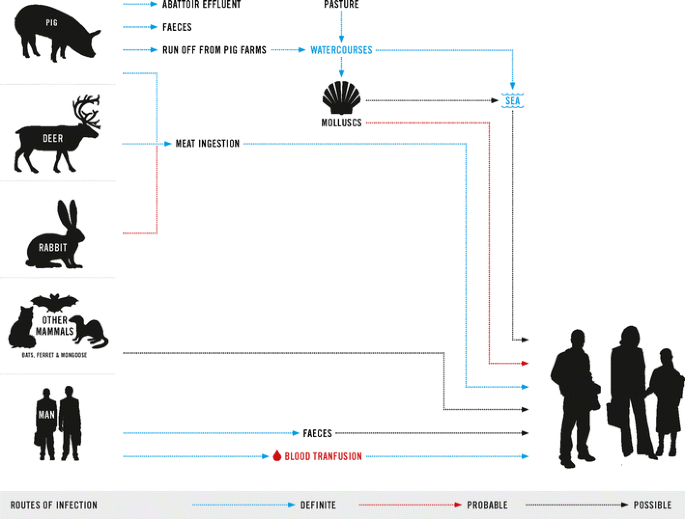 Hepatitis E Virus Current Concepts And Future Perspectives Springerlink