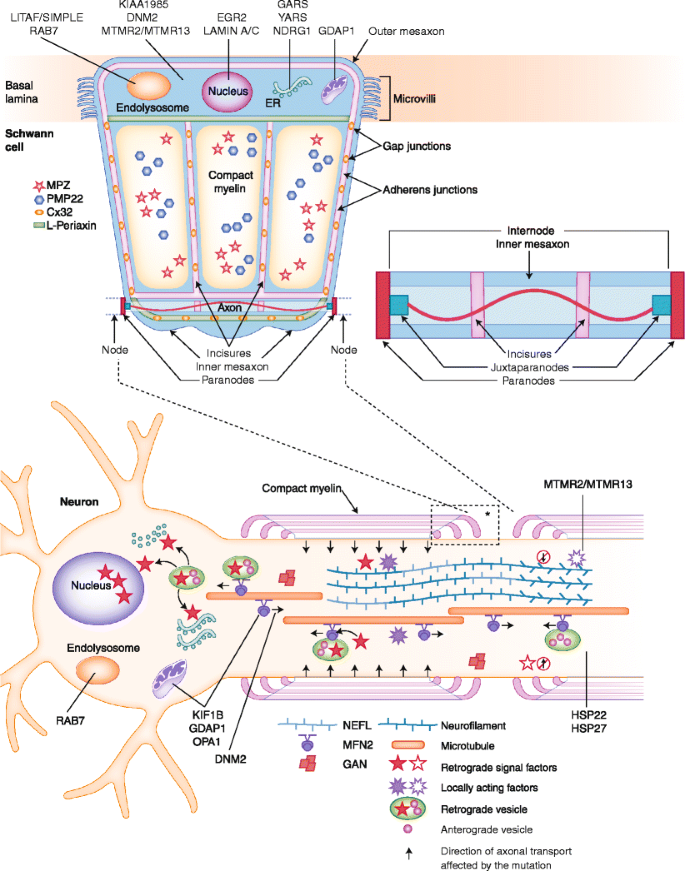 Imbalance of Neuregulin1-ErbB2/3 signaling underlies altered myelin  homeostasis in models of Charcot-Marie-Tooth disease type 4H