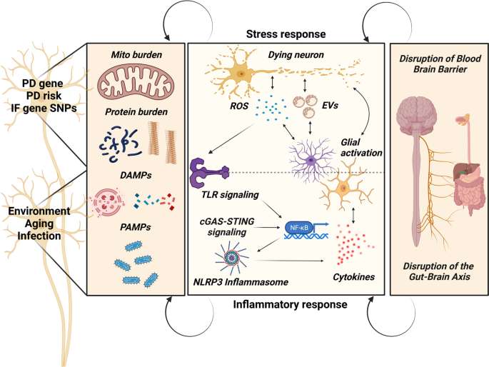 Neurodegeneration And Neuroinflammation In Parkinson'S Disease: A  Self-Sustained Loop | Current Neurology And Neuroscience Reports