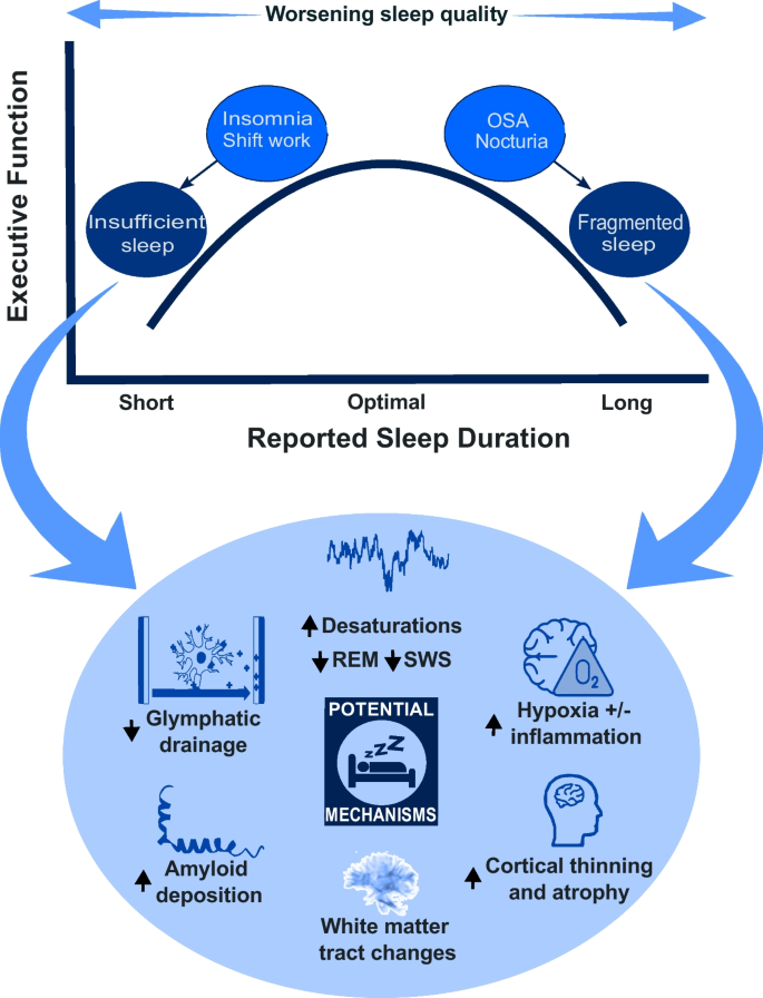 Sleep Duration and Executive Function in Adults