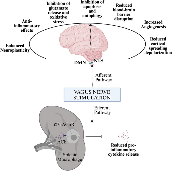 glutathione and vagus nerve Vagus Nerve Stimulation in Ischemic Stroke | Current Neurology and  Neuroscience Reports