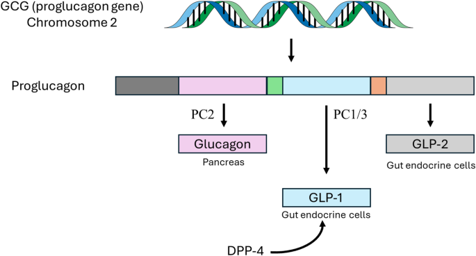 kentucky glp-1 pancreatitis legal team Emerging Treatments for Obesity: the Role of GLP1 Receptor Agonists on  Stroke | Current Neurology and Neuroscience Reports