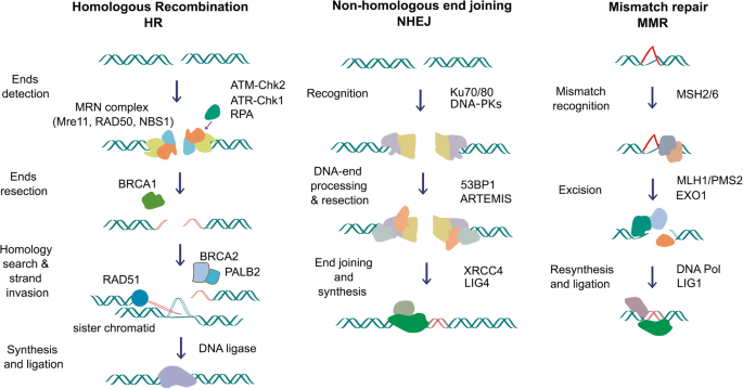 Alterations in homologous recombination repair genes in prostate