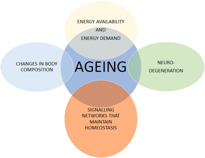 Biological And Functional Biomarkers Of Aging: Definition, Characteristics,  And How They Can Impact Everyday Cancer Treatment | Springerlink