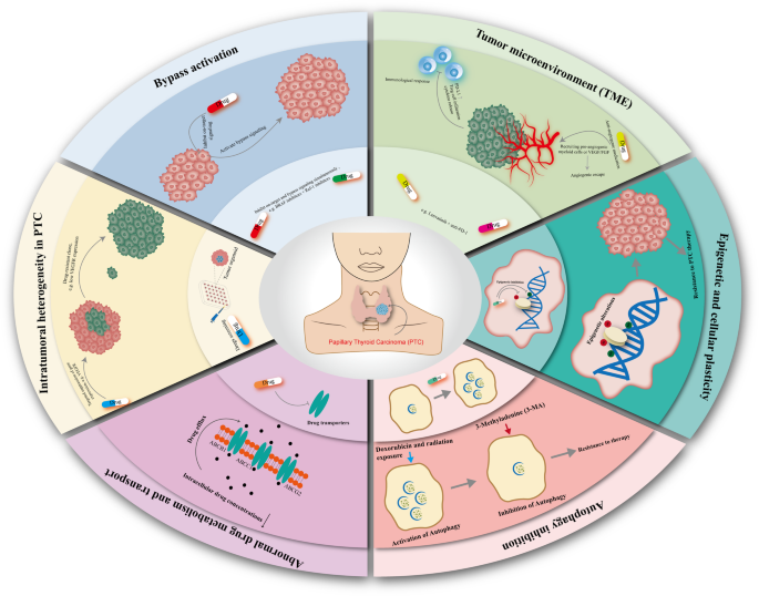 Progress in Drug-targeted Therapy for Papillary Thyroid Carcinoma ...