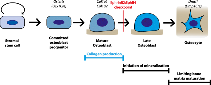 Cellular Processes by Which Osteoblasts and Osteocytes Control Bone Mineral  Deposition and Maturation Revealed by Stage-Specific EphrinB2 Knockdown |  SpringerLink