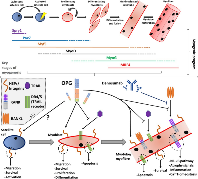 Extra-osseous Roles of the RANK-RANKL-OPG Axis with a Focus on Skeletal ...