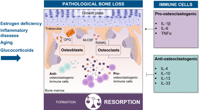 Emerging Roles of Eosinophils in Bone | Current Osteoporosis Reports