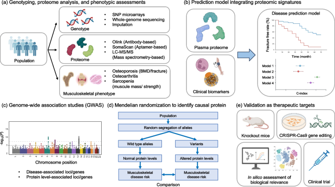 Leveraging Proteomics and Proteogenomics for Understanding Osteoporosis ...