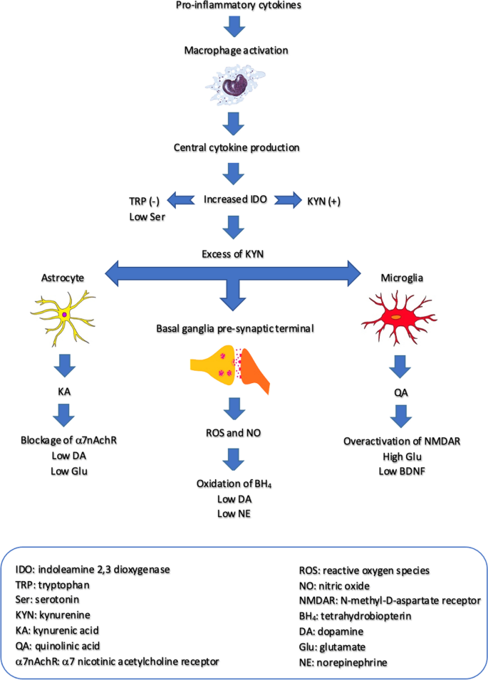 The Role of Inflammation in Depression and Beyond: A Primer for ...