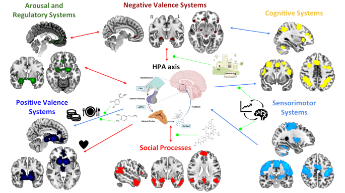 Influence of the HPA Axis on Anxiety-Related Processes: An RDoC ...