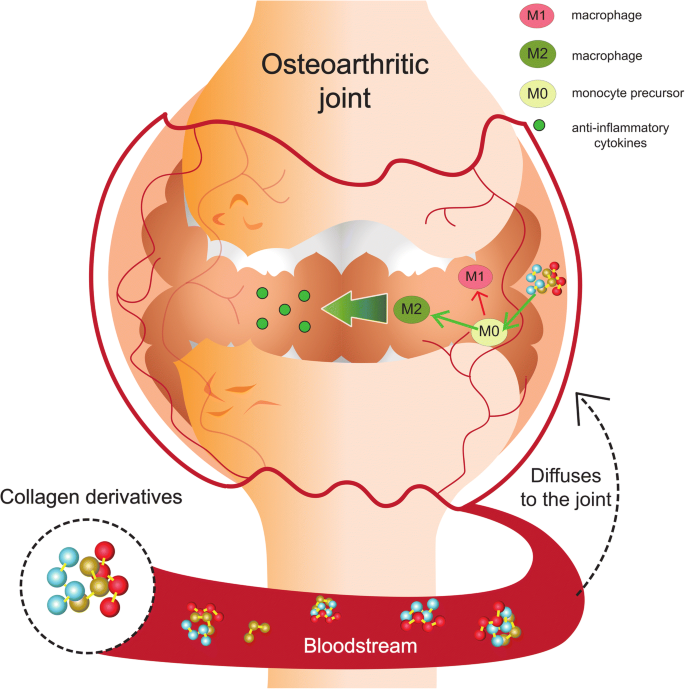 A White Paper on Collagen Hydrolyzates and Ultrahydrolyzates: Potential  Supplements to Support Joint Health in Osteoarthritis? | SpringerLink