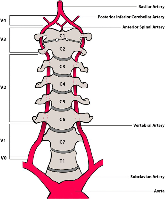 vertebral artery