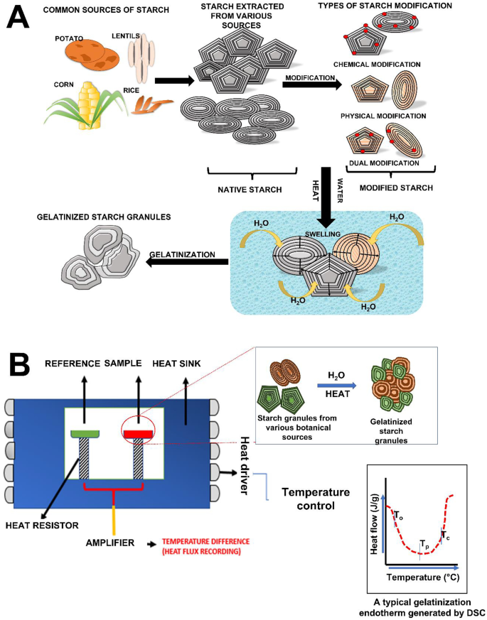 Pasting properties of blends of potato, rice and maize starches