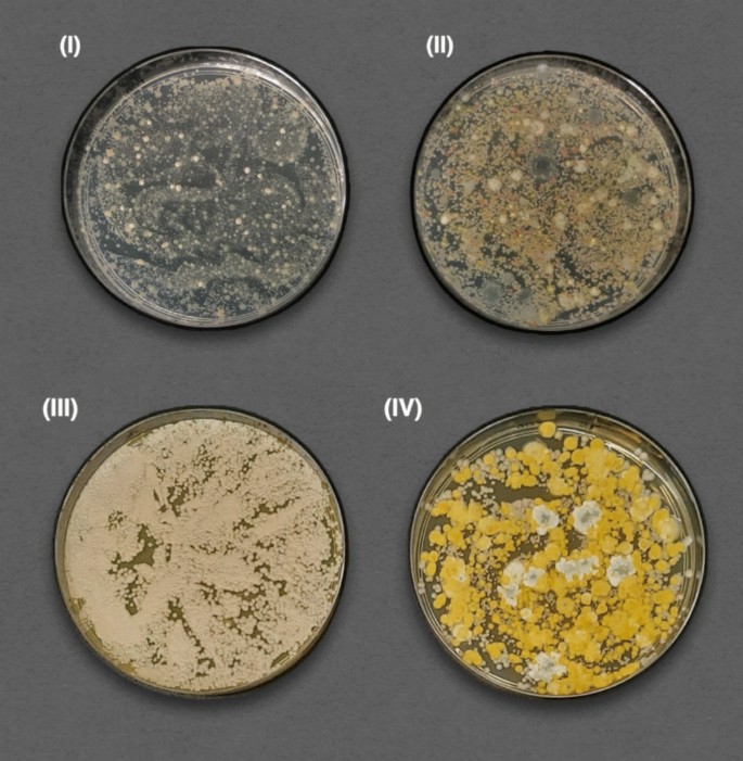 Debaryomyces hansenii LR2 as a Natural Salt-Reducing Agent in Iberian ...