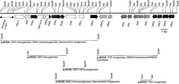 A Review On The Genetics Of Aliphatic And Aromatic Hydrocarbon Degradation Springerlink A Review On The Genetics Of Aliphatic And Aromatic Hydrocarbon Degradation Springerlink