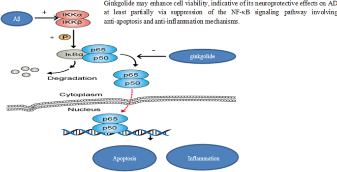 tobak Indsprøjtning tårn Protective Effects of Ginkgolide on a Cellular Model of Alzheimer's Disease  via Suppression of the NF-κB Signaling Pathway | SpringerLink