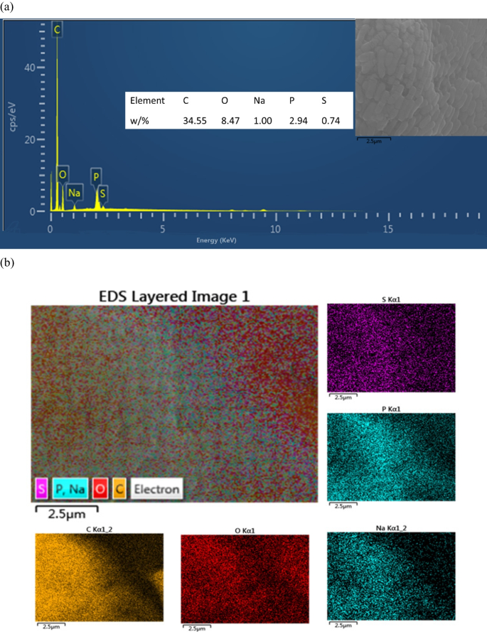 Scanning electron microscopy of the L. rhamnosus CRL 1332 biofilm
