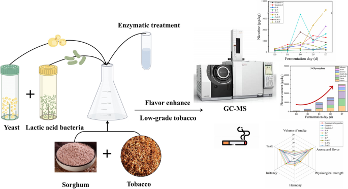 tobacco fermentation process Improving the Quality of Low-grade Tobacco by Enzymatic Treatment and Co- fermentation with Yeast and Lactic Acid Bacteria | Applied Biochemistry and  Biotechnology