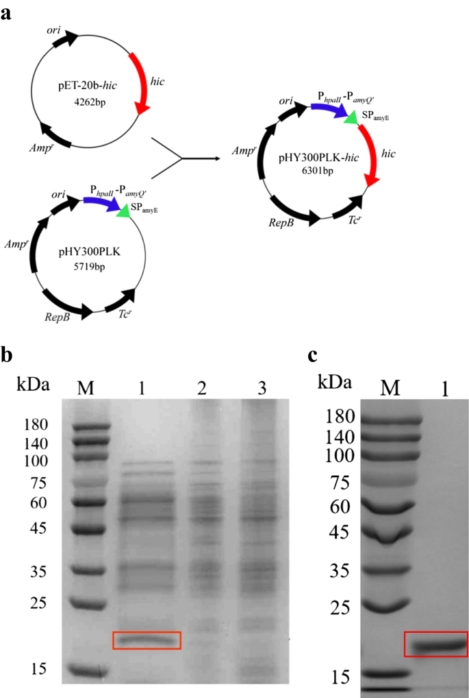 High-Level Expression of Humicola insolens Cutinase in Bacillus ...