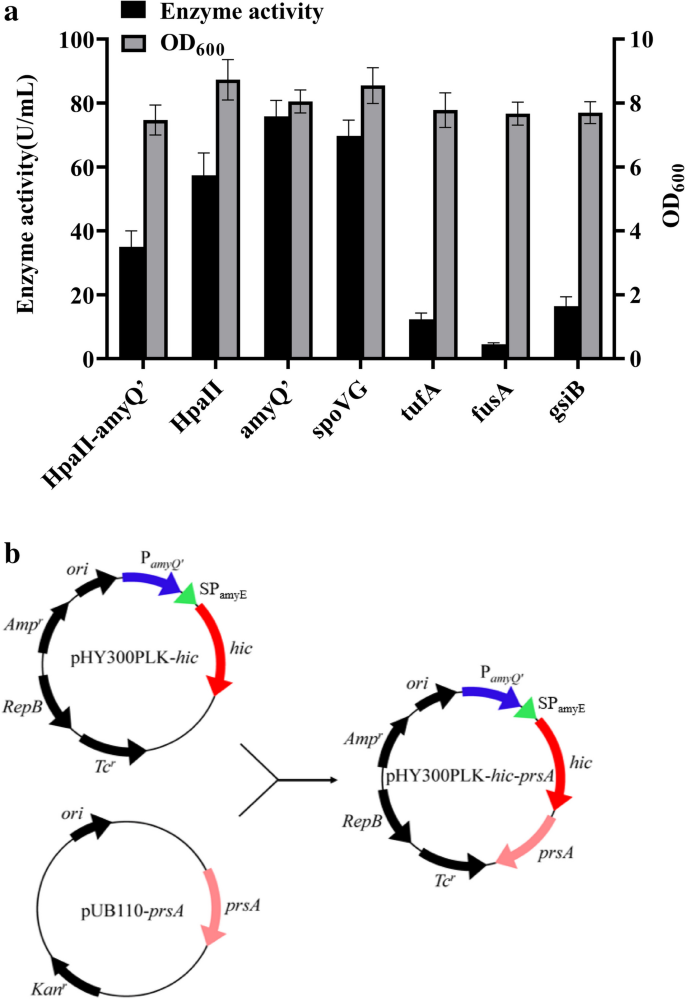 High-Level Expression of Humicola insolens Cutinase in Bacillus ...