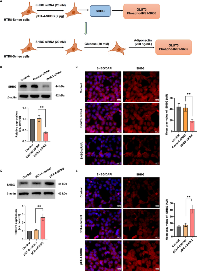Adiponectin Promotes SHBG Expression in Trophoblast Cells and Improves ...