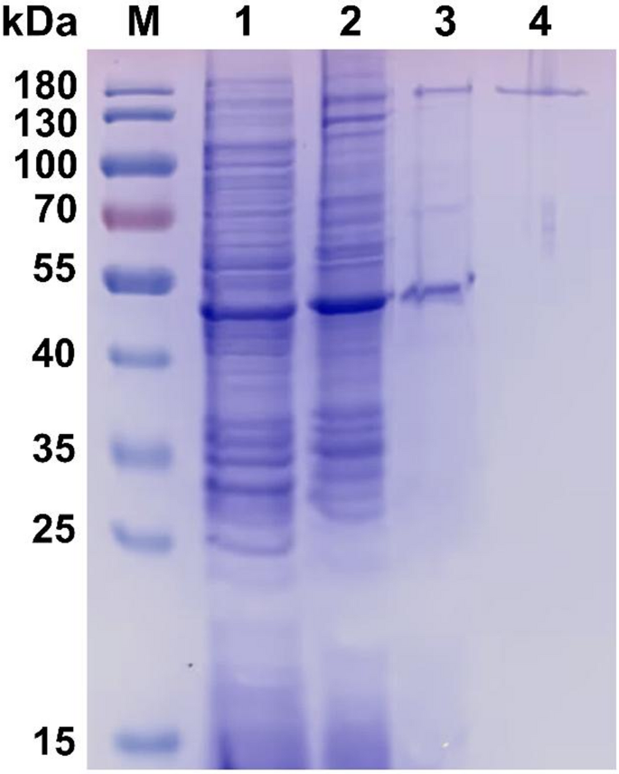 Purification and Characterization of Membrane Protein ε-Poly-L-lysine ...