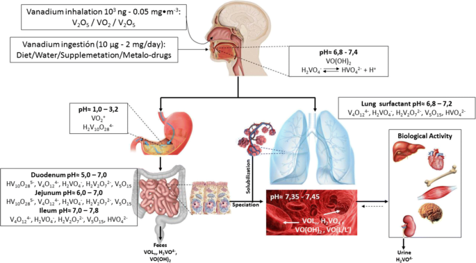 Vanadium In Biological Action Chemical Pharmacological Aspects And Metabolic Implications In Diabetes Mellitus Springerlink