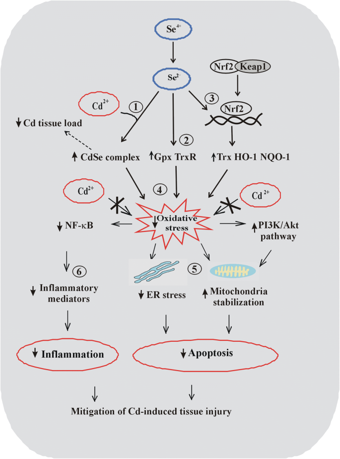 Toxicity pathways. Toxicity pathways describe the processes by