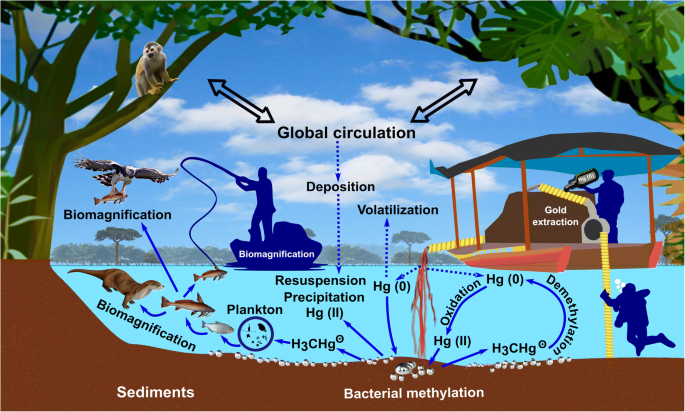 High Mercury Levels in the Indigenous Population of the Yaigojé Apaporis  National Natural Park, Colombian Amazon | SpringerLink