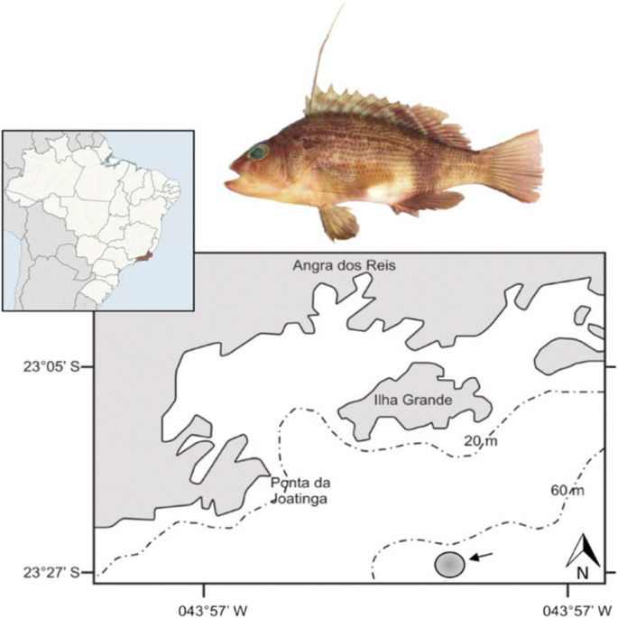 Cytosolic And Metallothionein Bound Hepatic Metals And Detoxification In A Sentinel Teleost Dules Auriga From Southern Rio De Janeiro Brazil Springerlink