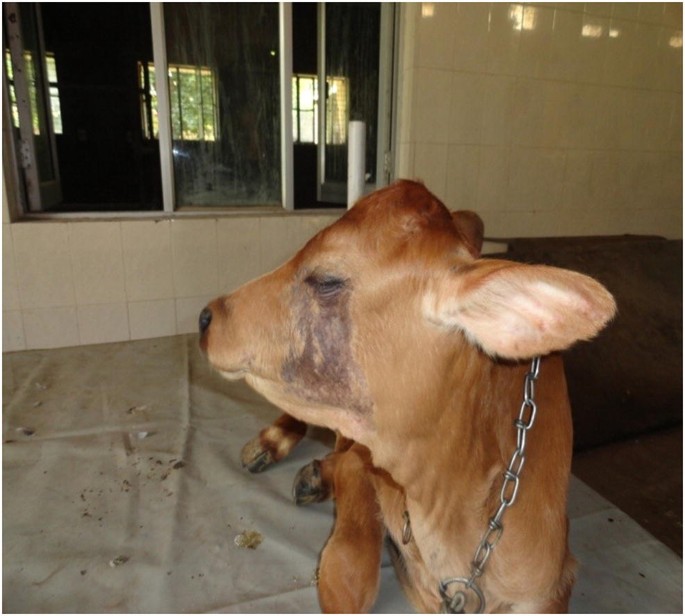 effects of glutathione injection in neonatal calves Effects of Injectable Trace Minerals (ITMs) on Th1/Th2 Cytokine Balance of Newborn  Calves with Tropical Theileriosis | Biological Trace Element Research