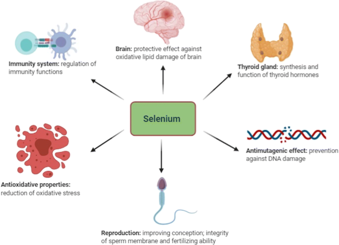 Selenium Human Health 