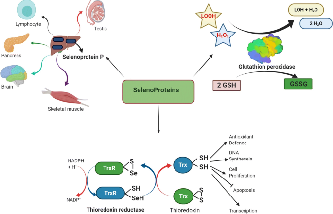 glutathione interactions medications The Clinical Role of Glutathione: A Webinar Recap for Functional and  Integrative Providers