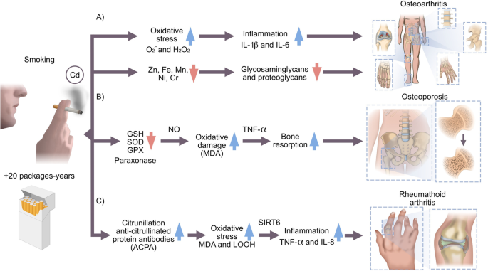 Impact of Cadmium Mediated by Tobacco Use in Musculoskeletal Diseases |  Biological Trace Element Research