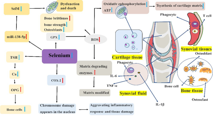 Progress of Selenium Deficiency in the Pathogenesis of Arthropathies and  Selenium Supplement for Their Treatment | SpringerLink