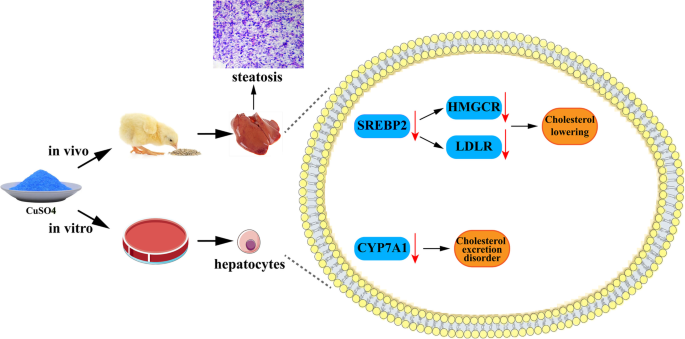 Effect of Copper Exposure on the Cholesterol Metabolism in Broiler Liver |  SpringerLink