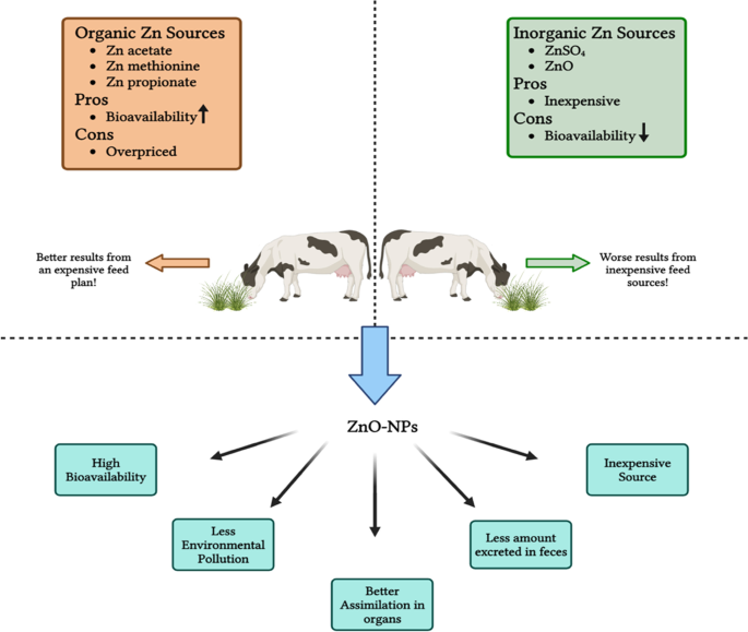 Frontiers  Importance of Zinc Nanoparticles for the Intestinal Microbiome  of Weaned Piglets