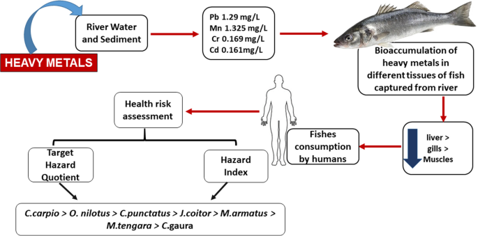 Ecological and Health Risk Assessment of Heavy Metals Bioaccumulation in  Ganges Fish Near Varanasi, India
