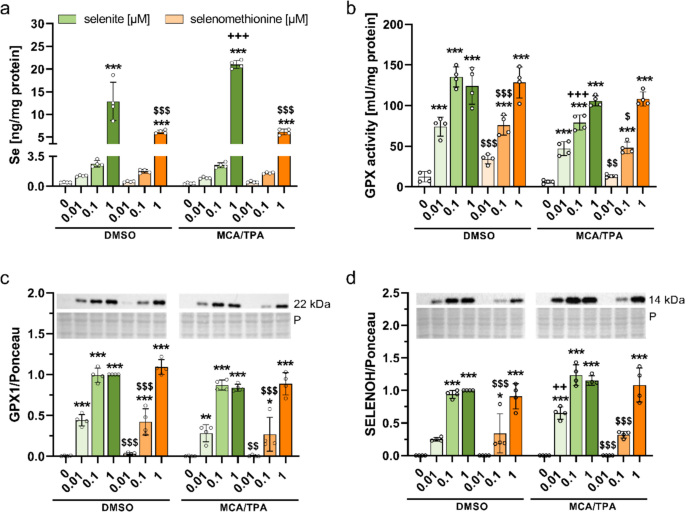 sodium selenite vs selenomethionine absorption comparison diagram