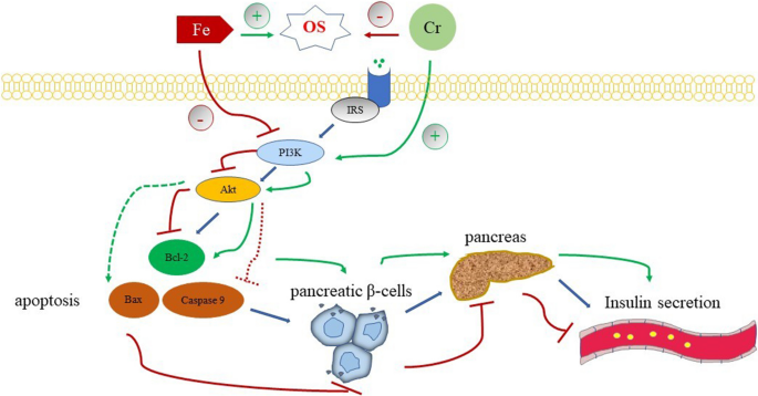 Chromium Mitigates the Iron-Induced Glucose Metabolism Disorder via the ...