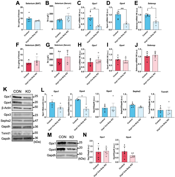 glutathione peroxidase selenocysteine Targeted Disruption of Lyase in Brown Adipocytes Controls 1 and 4 Expression in Males | Biological Trace Element Research Negatives Returned:YES fda warning letters bpc-157 BPC/TB VIAL