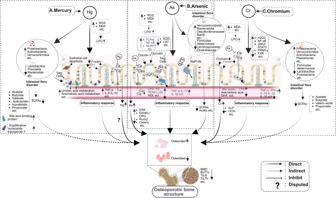 Metallic Contaminants and Osteoporosis: a Review of the Gut-Bone Axis ...