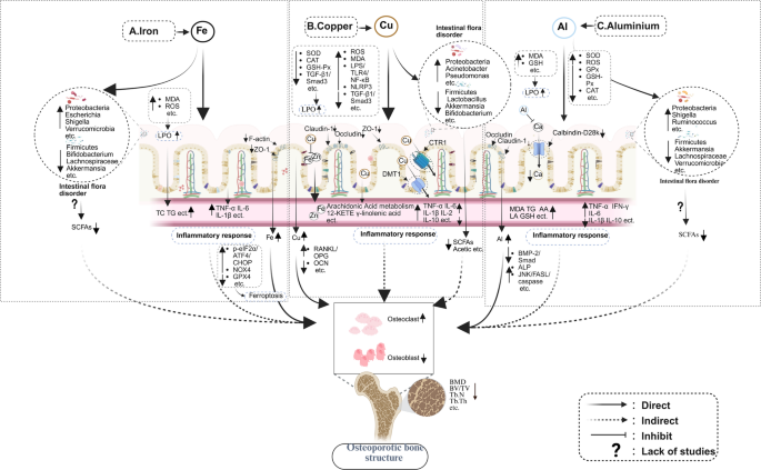 Metallic Contaminants and Osteoporosis: a Review of the Gut-Bone Axis ...