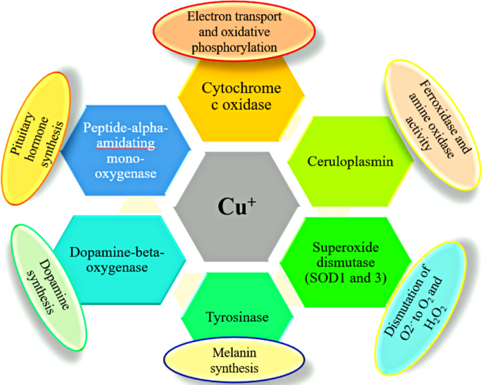 glutamine peptides vs glutathione 5 Route of synthesis of glutathione (GSH) involving three amino acids