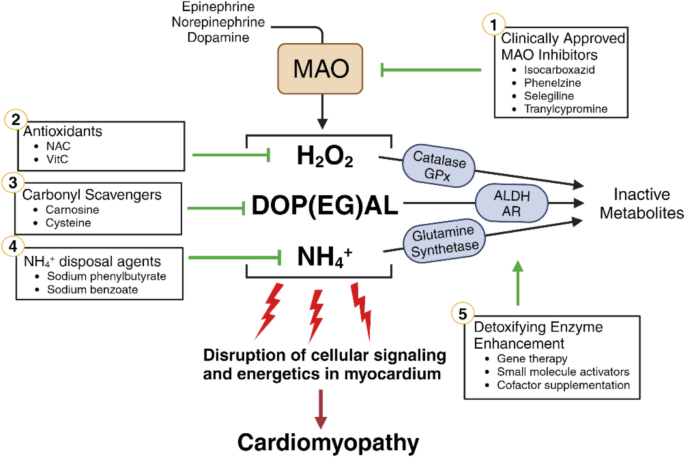l carnitine for ed Acetyl L Carnitine and Erectile Dysfunction: What the Evidence Shows