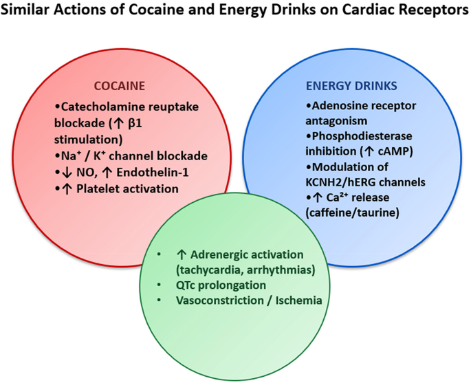 l carnitine mixed with cocaine Energy Drinks as the Legal Cocaine? A Comparative Review of Cardiac  Physiopathological and Histopathological Patterns | Cardiovascular  Toxicology