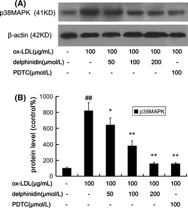 Inhibitory Effect Of Delphinidin On Monocyte Endothelial Cell Adhesion Induced By Oxidized Low Density Lipoprotein Via Ros P38mapk Nf Kb Pathway Springerlink Inhibitory Effect Of Delphinidin On Monocyte Endothelial Cell Adhesion Induced By Oxidized Low Density Lipoprotein Via Ros P38mapk Nf Kb Pathway Springerlink