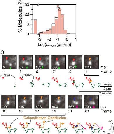 Homobivalent Dopamine D2 Receptor Ligands Modulate the Dynamic Equilibrium  of D2 Monomers and Homo- and Heterodimers